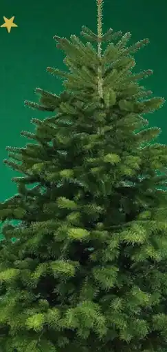 Kaufland Nordmanntanne Angebot