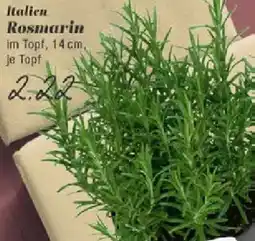 Edeka Italien Rosmarin Angebot