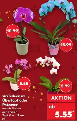 Kaufland Orchideen im Übertopf oder Potcover Angebot