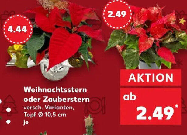 calla zimmerpflanze gelbe blätter Calla lily 'Sunclub' Knollen kaufen main image 1