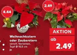 Kaufland Weihnachtsstern oder Zauberstern Angebot