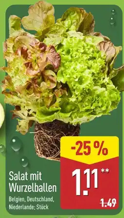 Aldi Nord Salat mit wurzelballen Angebot