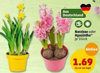 PENNY Narzisse oder hyazinthe Angebot