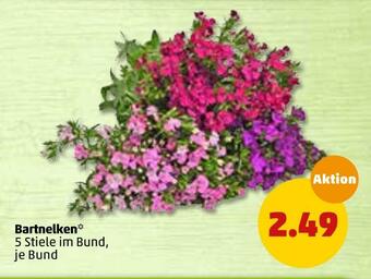 PENNY Bartnelken Angebot