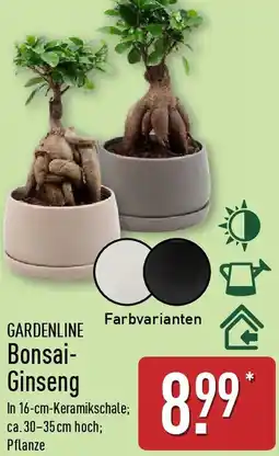 Aldi Nord GARDENLINE Bonsai Ginseng Angebot