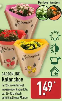 Aldi Nord GARDENLINE Kalanchoe Angebot