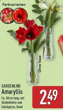 Aldi Nord GARDENLINE Amaryllis Angebot