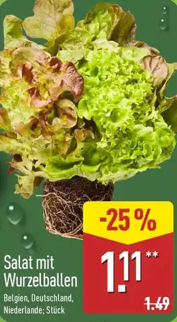 Aldi Nord Salat mit Wurzelballen Angebot
