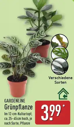 Aldi Nord GARDENLINE Grünpflanze Angebot