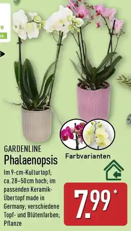 Aldi Nord GARDENLINE Phalaenopsis Angebot