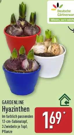 Aldi Nord GARDENLINE Hyazinthen Angebot