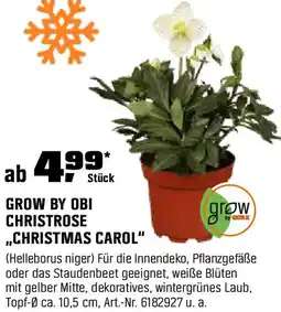OBI Grow by obi christrose ,,christmas carol" Angebot