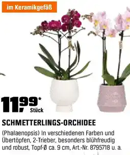 OBI Schmetterlings-orchidee Angebot