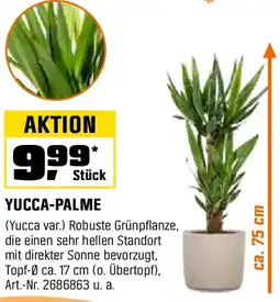 OBI Yucca-palme Angebot