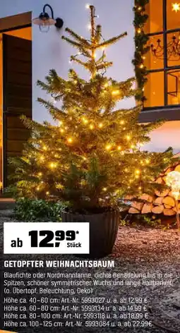 OBI Getopfter weihnachtsbaum Angebot