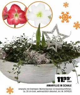 OBI Amaryllis in schale Angebot