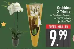 E-Center Orchidee 2-Trieber Angebot
