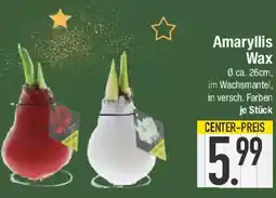 E-Center Amaryllis Wax Angebot