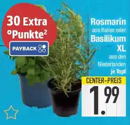 E-Center Rosmarin aus Italien oder Basilikum XL Angebot