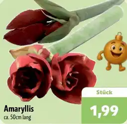 Aktiv Irma Amaryllis Angebot