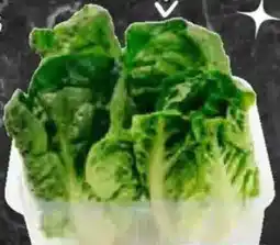 AEZ Spanien Mini Römersalatherzen Angebot