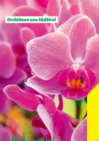 Hagebau Schmetterlingsorchidee Phalaenopsis Angebot