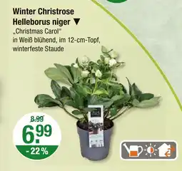 V Markt Winter christrose helleborus niger Angebot