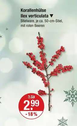 V Markt Korallenhülse ilex verticulata Angebot