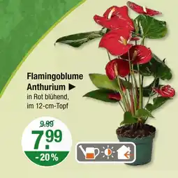 V Markt Flamingoblume anthurium Angebot