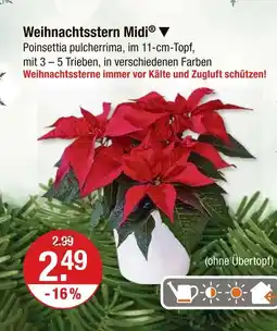 V Markt Weihnachtsstern midi Angebot