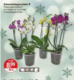 V Markt Schmetterlingsorchidee Angebot
