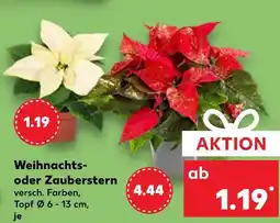 Kaufland Weihnachts- oder zauberstern Angebot