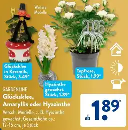 Aldi Süd GARDENLINE Glücksklee, Amaryllis oder Hyazinthe Angebot