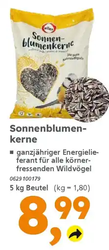 Globus Baumarkt elles Sonnenblumenkerne Angebot