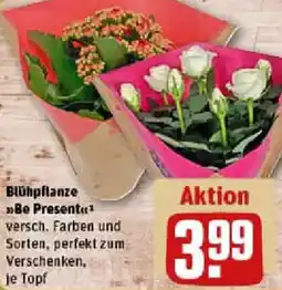 REWE Blühpflanze Be Present Angebot