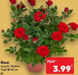 Kaufland Rose Angebot
