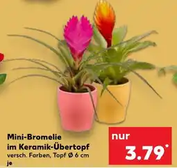 Kaufland Mini-Bromelie im Keramik Übertopf Angebot