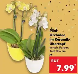 Kaufland Mini- Orchidee im Keramik Übertopf Angebot