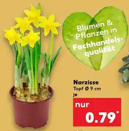 Kaufland Narzisse Topf Ø 9 cm Angebot