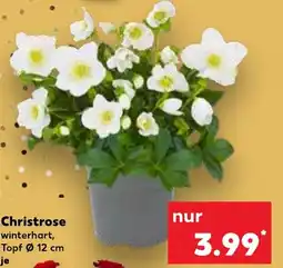 Kaufland Christrose Angebot