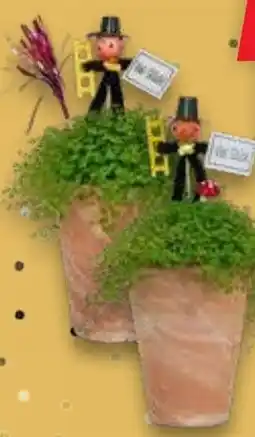 Kaufland Bubikopf im Terrakotta Übertopf Angebot