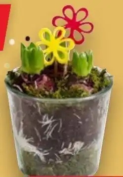 Kaufland Hyazinthe im Glas Topf Angebot