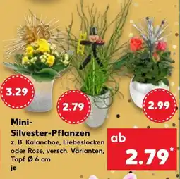 Kaufland Mini- Silvester Pflanzen Angebot