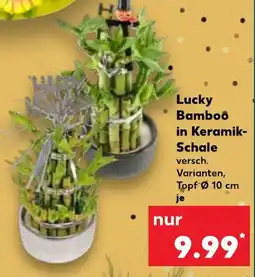 Kaufland Lucky Bamboo in Keramik Schale Angebot
