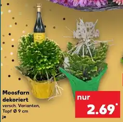 Kaufland Moosfarn dekoriert Angebot