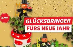Kaufland Glücksklee Angebot