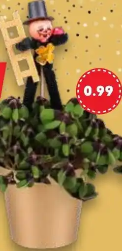 Kaufland Glücksklee Angebot