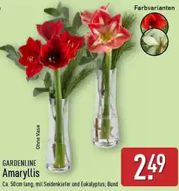 Aldi Nord Gardenline Amaryllis Angebot