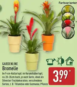 Aldi Nord GARDENLINE Bromelie Angebot