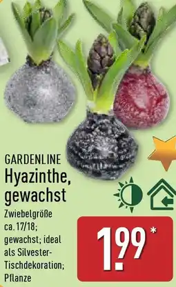 Aldi Nord GARDENLINE Hyazinthe, gewachst Angebot